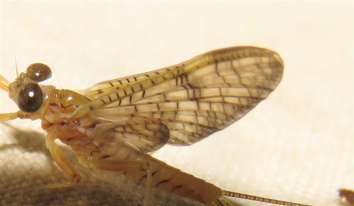 Heptageniidae: Ecdyonurus sp.